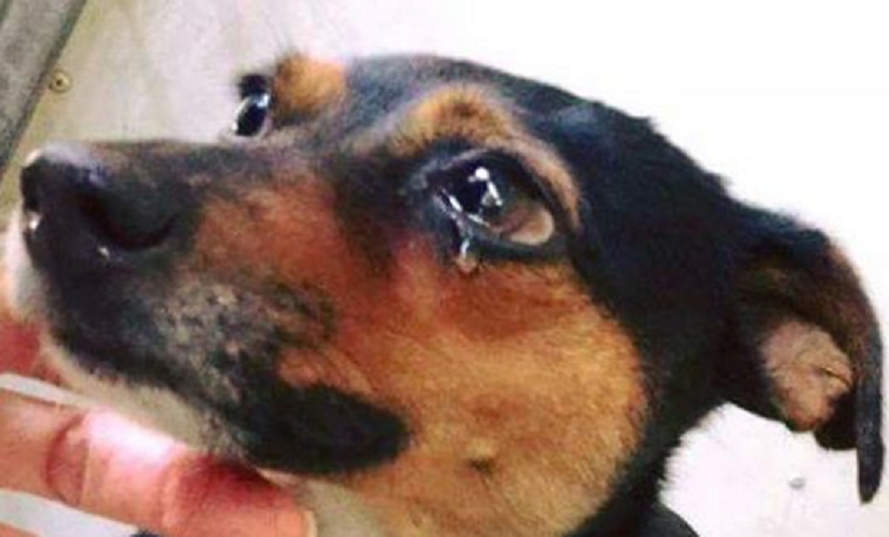 cane abbandonato piange