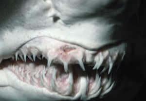 squalo denti