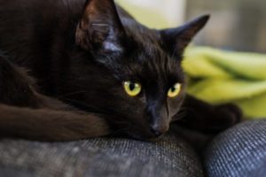 gatto nero credenze
